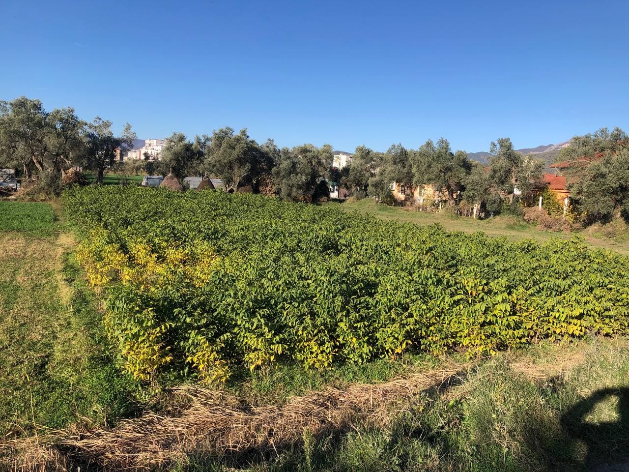 SHITET TOKE , ne Belebe Kraste